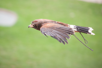 águila cazando