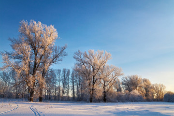 Frosty winter evening