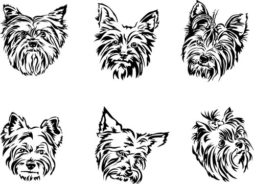 Yorkshire terrier, graphics