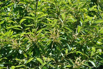 Chestnut tree at spring