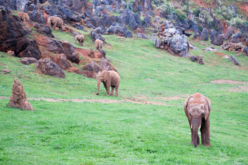 familia elefante © joseangelviso