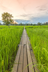 100 year-old wooden bridge between rice field with sunlight at N