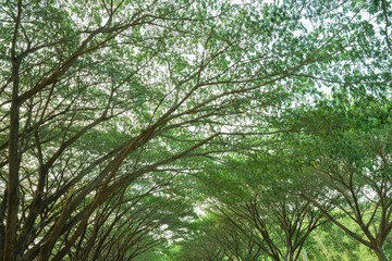 branch of Samanea saman, Big rain tree