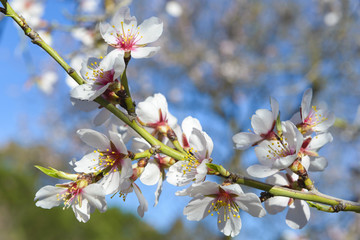 Blossoming almond tree in full bloom, Quinta de los Molinos park, Madrid (Spain)