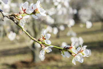 Blossoming almond tree in full bloom, Quinta de los Molinos park, Madrid (Spain)