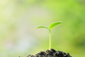 Growing plant