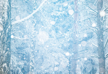 Foggy winter landscape with firs