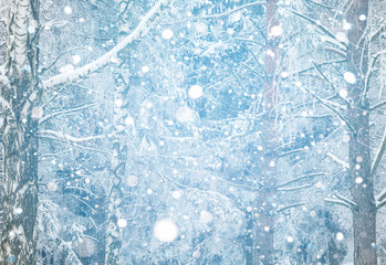 Foggy winter landscape with firs