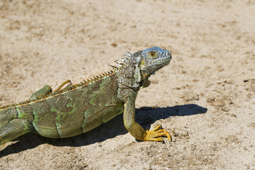 Iguana on Grand Cayman island in the Caribbean.