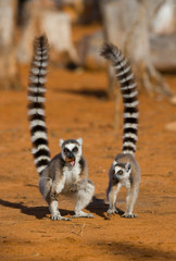 Two ring-tailed lemurs standing on the ground. Madagascar. An excellent illustration.