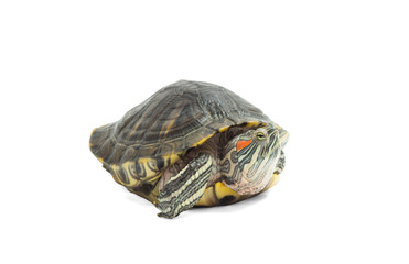 Obraz premium funny turtle