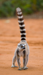 Ring-tailed lemur goes on the ground. Madagascar. An excellent illustration. © gudkovandrey