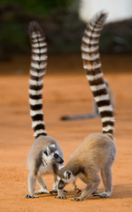 Two ring-tailed lemurs standing on the ground. Madagascar. An excellent illustration. - obrazy, fototapety, plakaty