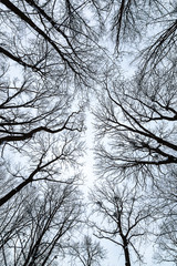 Tops of the trees in the winter against the sky