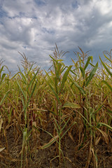 Fototapeta premium Corn field against the blue sky with clouds