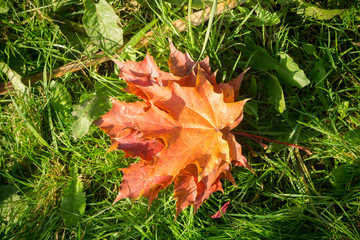 Autumn Leaves on the Grass