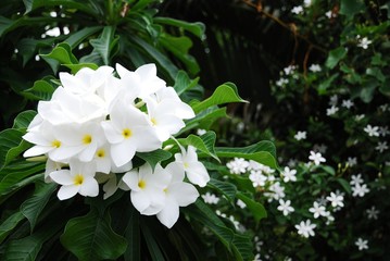 Plumeria