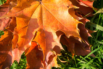 Autumn Leaves on the Grass