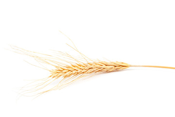 Ear of wheat on white background.