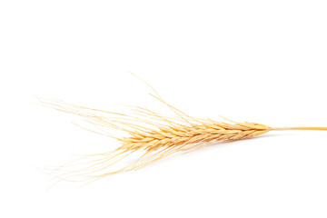 Ear of wheat on white background.