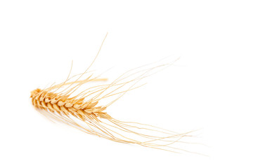 Ear of wheat on white background.