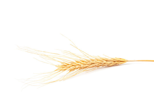 Ear of wheat on white background.