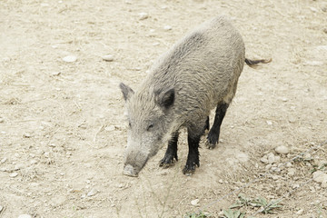 Fototapeta premium Wild boar in nature