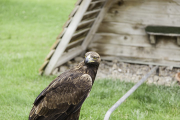 Wild eagle in captivity