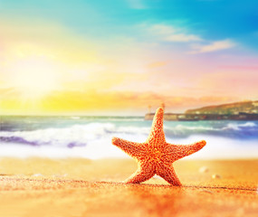 Fototapeta na wymiar starfish on the summer beach