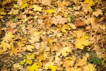Autumn Leaves on the Ground