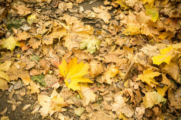 Autumn Leaves on the Ground