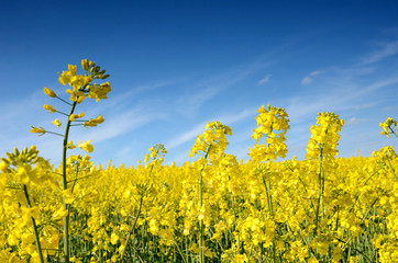 Flowers of rape against a background of the blue sky and rapesee