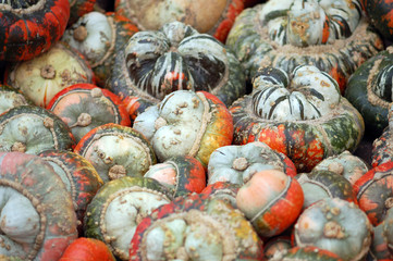 group of colorful mini pumpkins