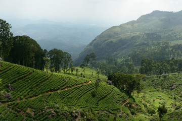 Fototapeta na wymiar Sri Lanka, Tea plantation