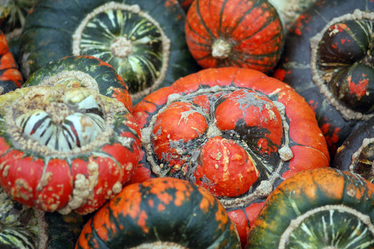 group of colorful mini pumpkins