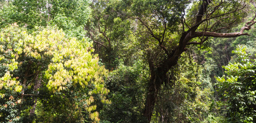 Fototapeta premium large trees in the jungle of the national park