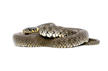 Snake lying isolated on white background