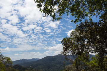 blue sky and tropical forest