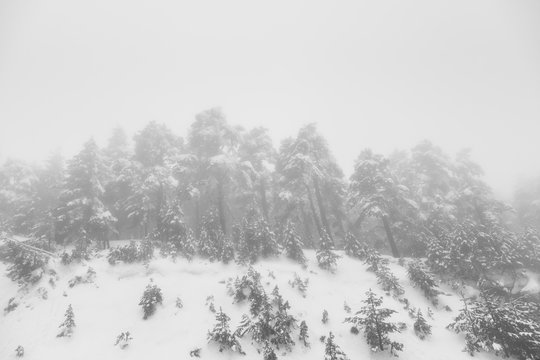 Deep Fog in a Winter Landscape