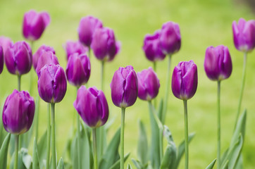 Violet tulip flowers
