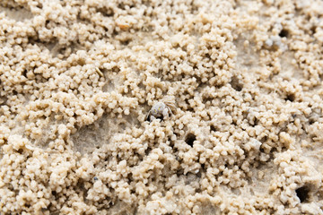 Ghost crab hole on the beach