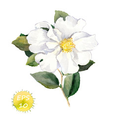 Fototapeta premium White flower. Watercolor botanical illustration