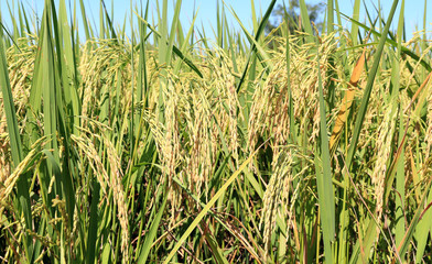 The rice fields in farmland