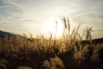 曽爾高原 黄金色のススキ