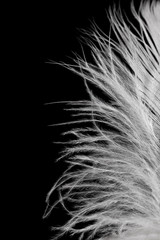 Detail of a feather on a black background 