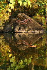 池・風景（アップ）2