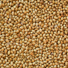 Coriander seeds closeup