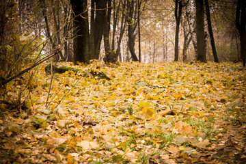 Trees in Autumn Park Retro