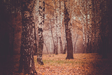 Trees in Autumn Park Retro