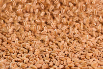 Background of falling wheat grains